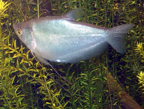 Moonlight Gourami tank mates guide — Moonlight Gourami