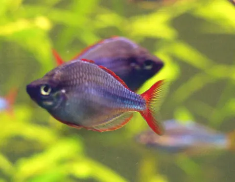 Neon Rainbowfish tank mates guide — Neon Rainbowfish