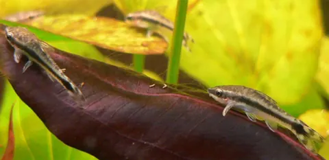 Otocinclus tank mates guide — Otocinclus