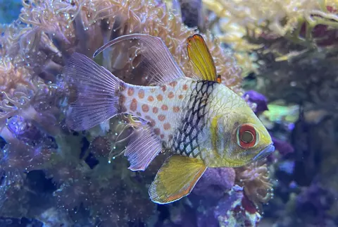 Pajama Cardinalfish tank mates guide — Pajama Cardinalfish