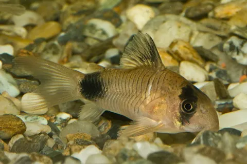 Panda Cory tank mates guide — Panda Cory
