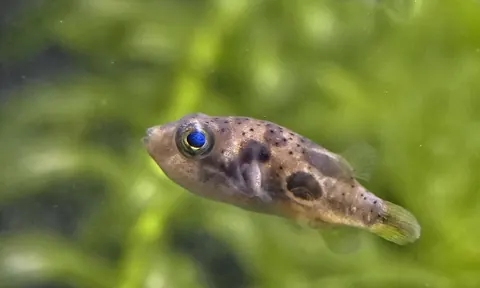 Pea Puffer tank mates guide — Pea Puffer
