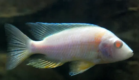 Peacock Cichlid tank mates guide — Peacock Cichlid