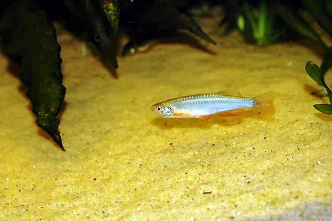 Guppy and Pearl Danio compatibility — Pearl Danio