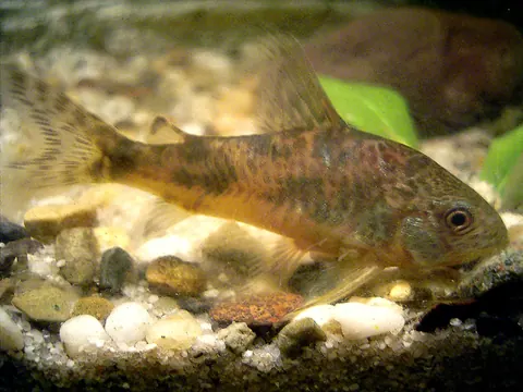 Peppered Cory tank mates guide — Peppered Cory