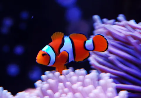 Percula Clownfish tank mates guide — Percula Clownfish