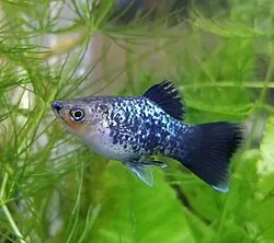 Platy tank mates guide — Platy