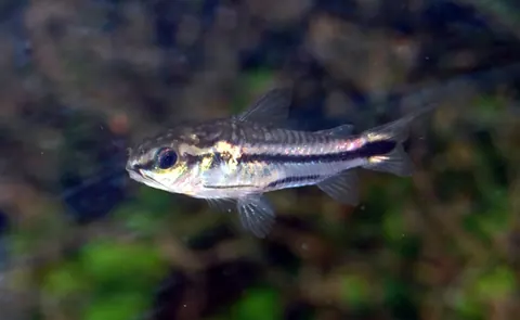 Black Ruby Barb and Pygmy Corydoras compatibility — Pygmy Corydoras