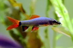 Rainbow Shark tank mates guide — Rainbow Shark