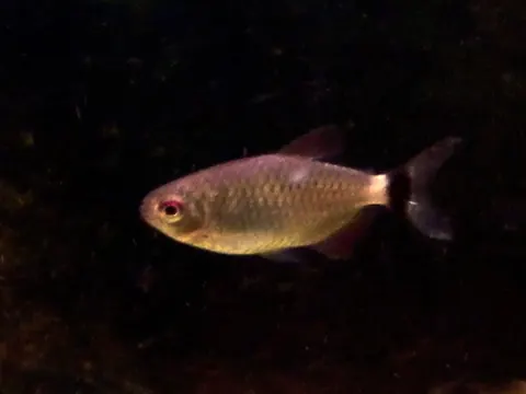 Red Eye Tetra and Tiger Barb compatibility — Red Eye Tetra