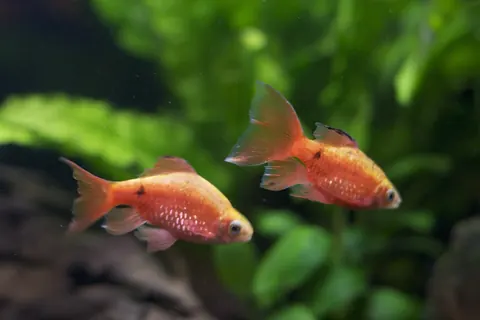Rosy Barb tank mates guide — Rosy Barb
