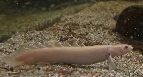 Senegal Bichir tank mates guide — Senegal Bichir