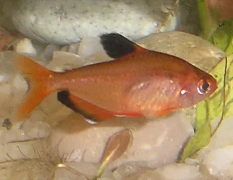 Serpae Tetra tank mates guide — Serpae Tetra