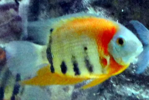 Severum Cichlid tank mates guide — Severum Cichlid