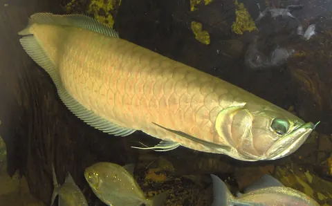 Silver Arowana and Zebra Danio compatibility — Silver Arowana