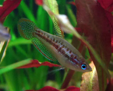 Sparkling Gourami tank mates guide — Sparkling Gourami