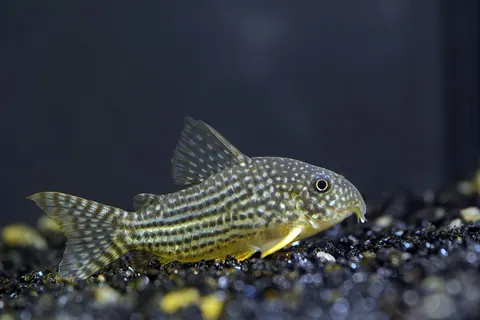 Sterbai Cory tank mates guide — Sterbai Cory