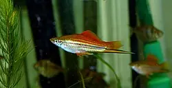 Swordtail tank mates guide — Swordtail