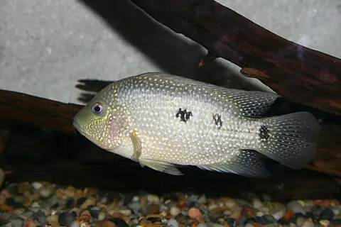 Texas Cichlid tank mates guide — Texas Cichlid