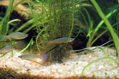 Threadfin Rainbowfish tank mates guide — Threadfin Rainbowfish