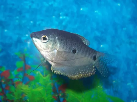 Three Spot Gourami tank mates guide — Three Spot Gourami