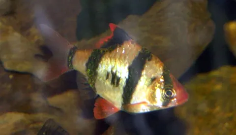 Red Eye Tetra and Tiger Barb compatibility — Tiger Barb