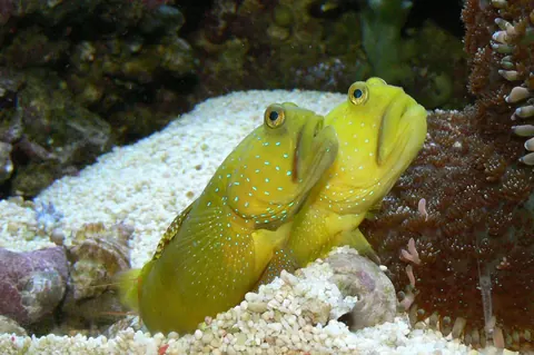 Clown Knifefish and Watchman Goby compatibility — Watchman Goby