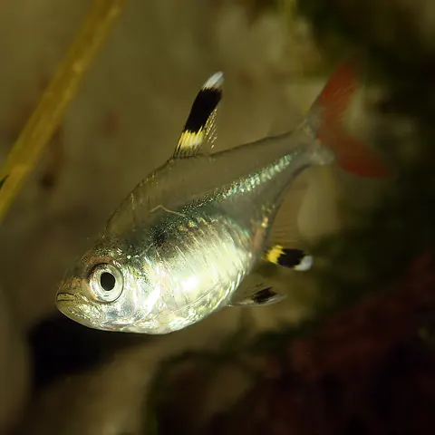Betta Fish and X Ray Tetra compatibility — X Ray Tetra