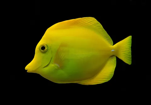 Yellow Tang tank mates guide — Yellow Tang