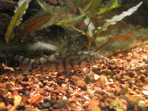 Swordtail and Yoyo Loach compatibility — Yoyo Loach