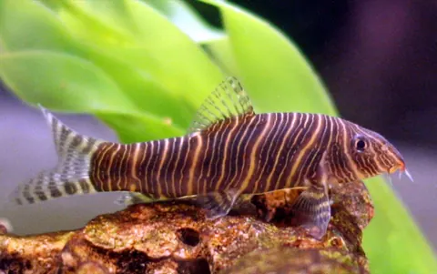 Zebra Loach tank mates guide — Zebra Loach