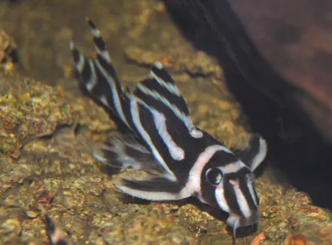 Zebra Pleco tank mates guide — Zebra Pleco