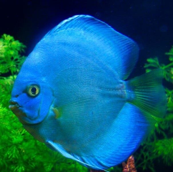 Solid blue discus fish in a freshwater aquarium