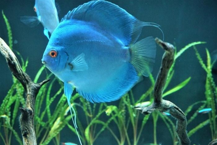 Blue discus fish swimming in a planted freshwater aquascape