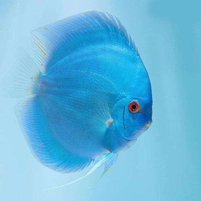 Blue discus fish photographed in profile against a light aquarium background