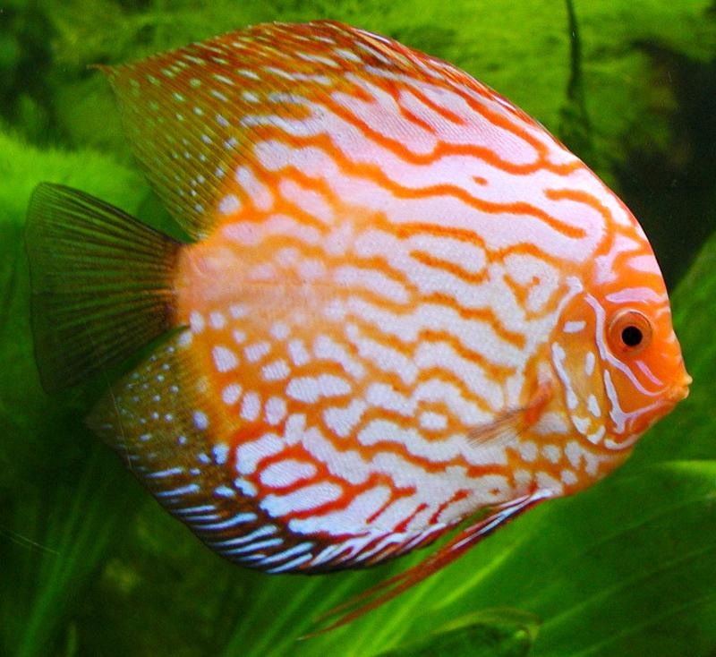 Orange patterned discus fish beside aquatic plants in a planted aquarium