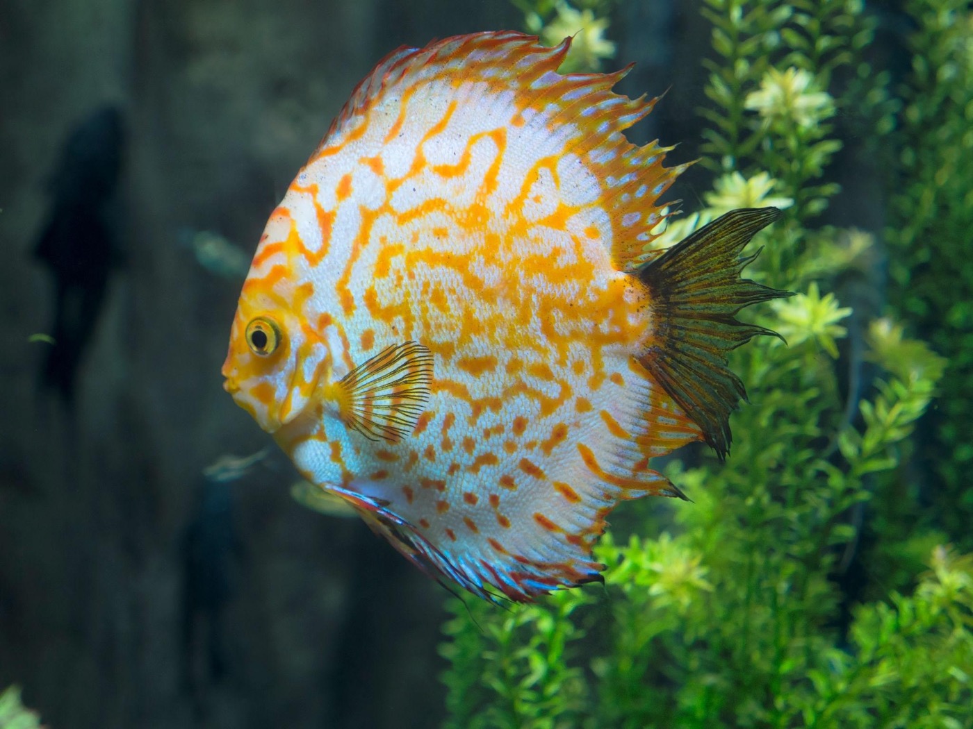 Yellow and white patterned discus fish in a freshwater aquarium