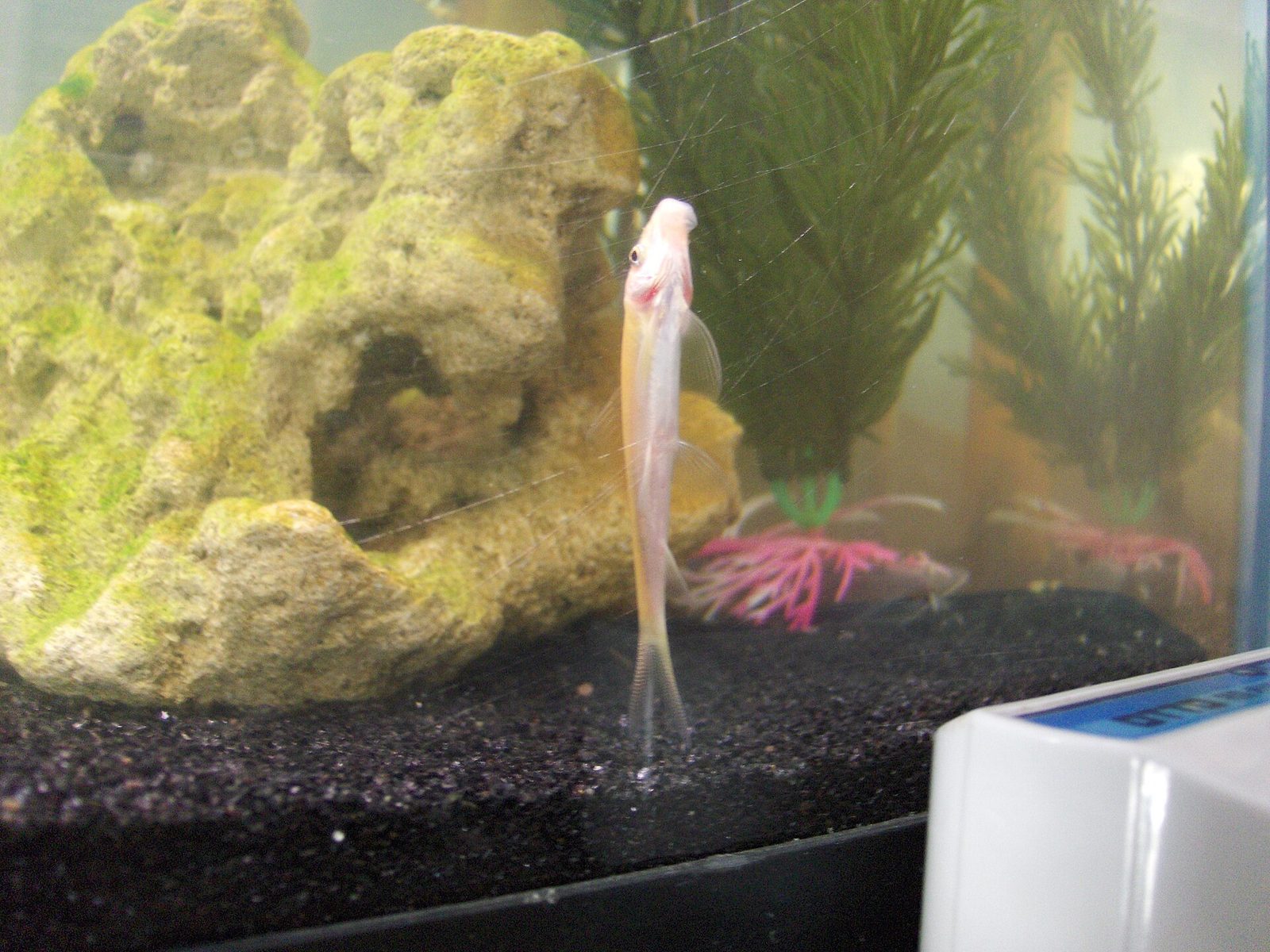 Otocinclus algae eater fish cleaning aquarium glass