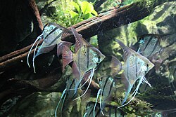 Dragon stone aquascape hardscape for freshwater aquarium