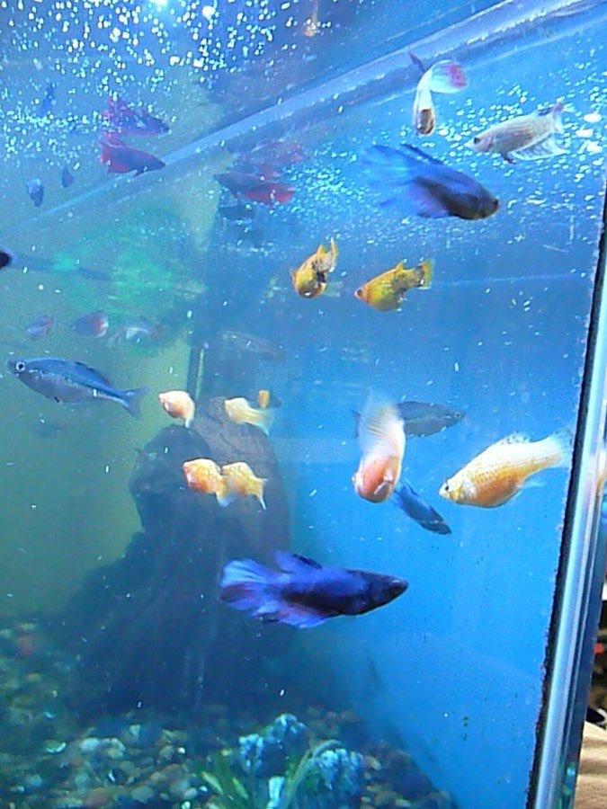 Female betta fish swimming with mollies and rainbowfish in a community tank