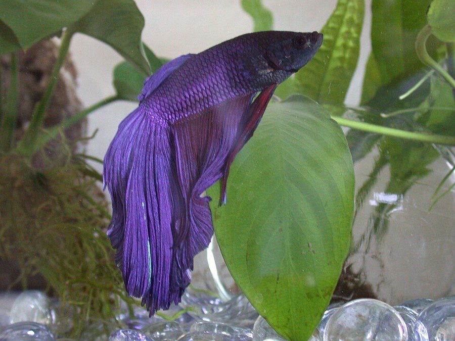 Blue betta fish with long flowing super delta tail