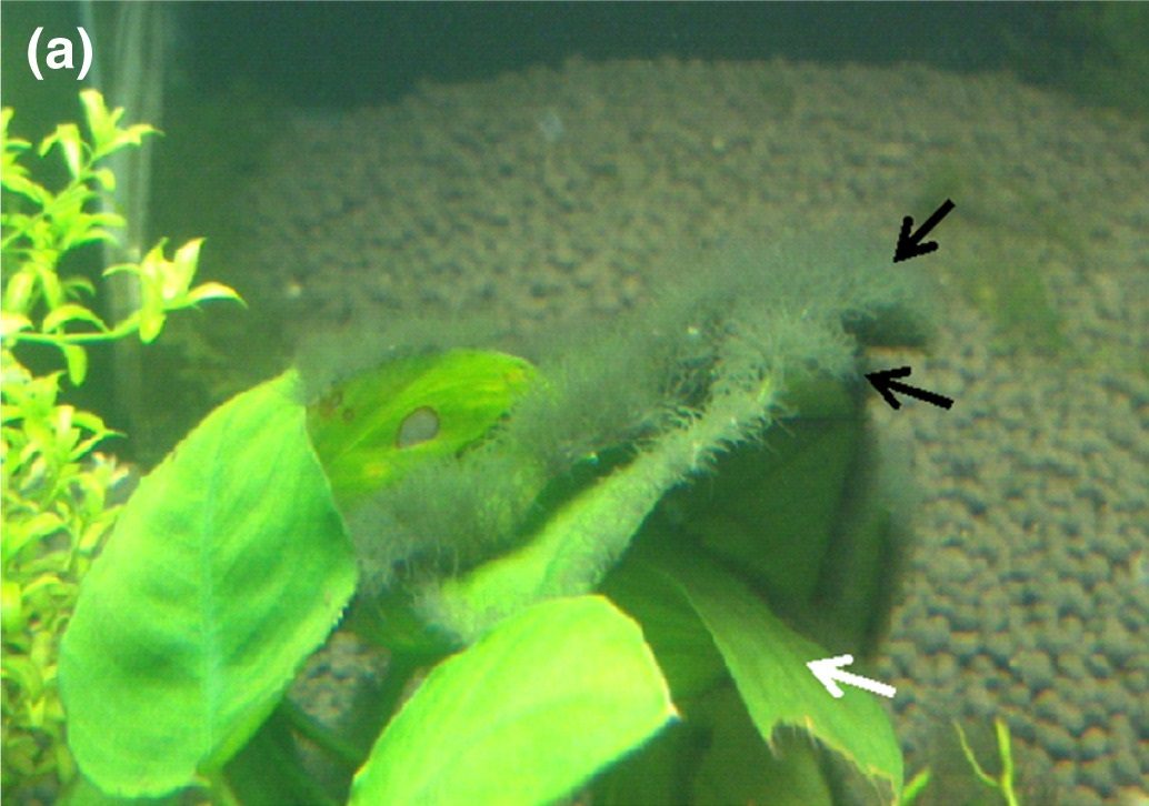Black beard algae tufts on aquarium plant leaves