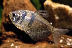 Black Skirt Tetra (Gymnocorymbus ternetzi) in aquarium