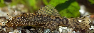 Black beard algae control in a freshwater aquarium