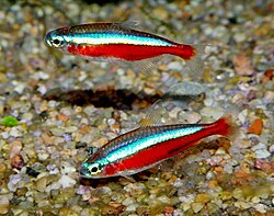 Cardinal Tetra care guide aquarium photo
