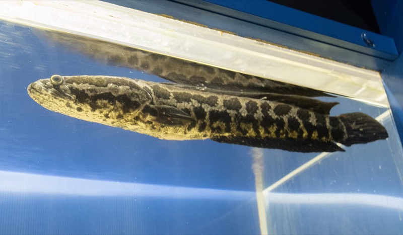 Channa argus northern snakehead showing mottled brown temperate coloration