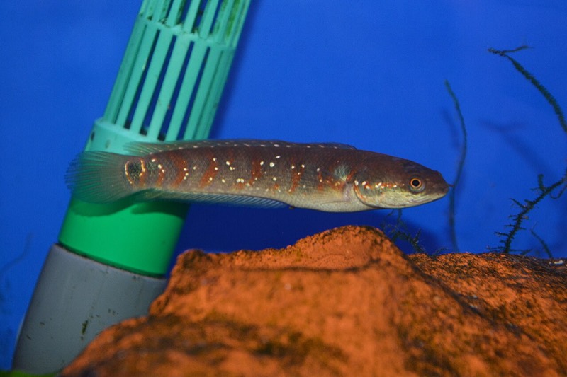 Red-form Channa asiatica Chinese snakehead