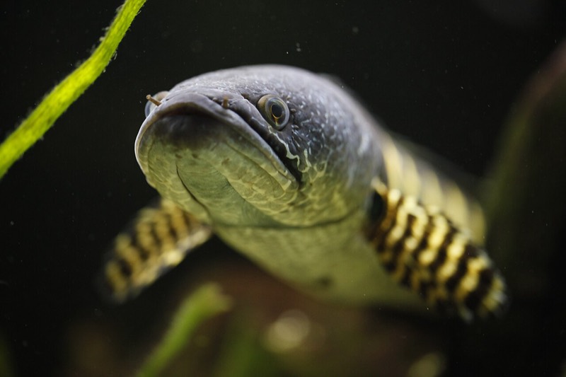 Channa aurantimaculata golden cobra snakehead with orange bars on a dark body