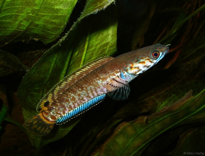 Channa bleheri rainbow snakehead showing orange and red mottled markings
