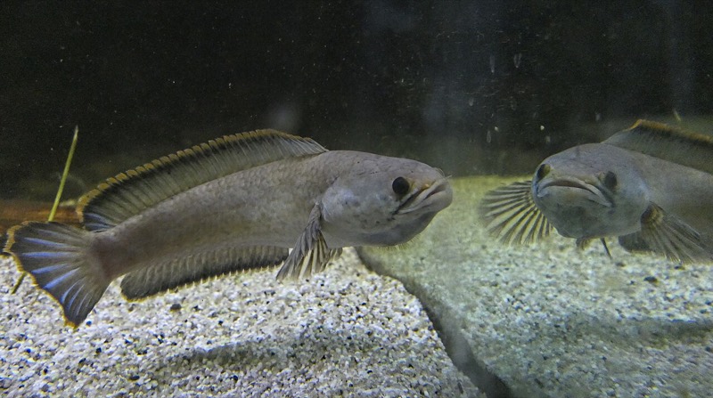 Male Channa gachua dwarf snakehead showing blue-edged fins